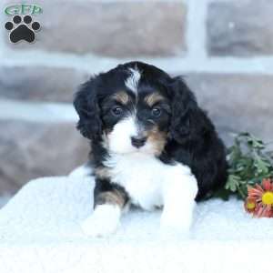 Saylor, Cavapoo Puppy